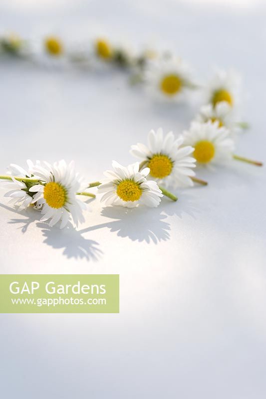 Daisy chain on a white surface in dappled sunlight