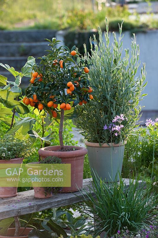 Fortunella japonica - Kumquat, Lavandula dentata, Thymus vulgaris, Thulbaghia and Ficus carica in pots
