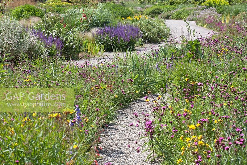 North American perennial prairie meadow and Glasshouse borders, RHS Gardens Wisley with Dianthus carthusianorum, Echinacea, Oenothera