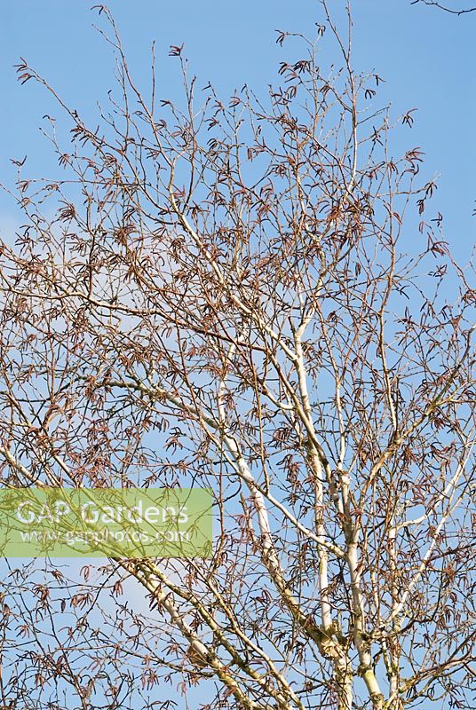 Betula utilis var. jacquemontii 'Silver Shadow' with catkins in early spring