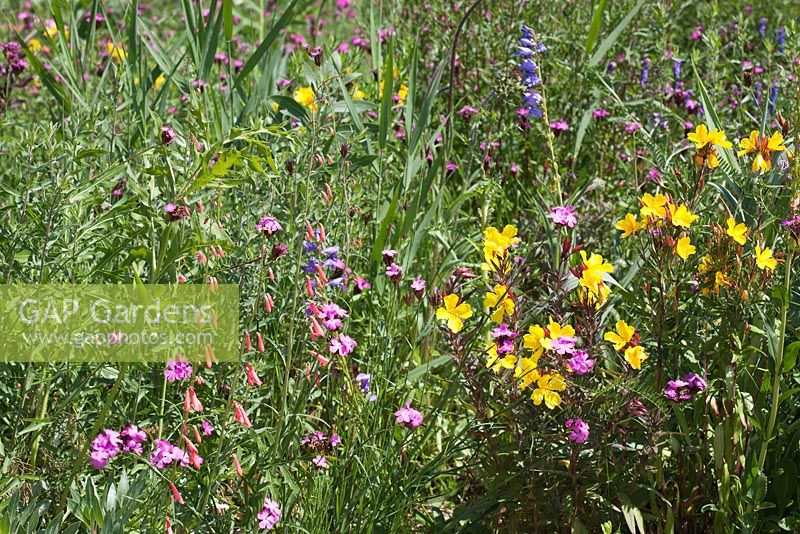 North American perennial prairie meadow, RHS Gardens Wisley with Dianthus carthusianorum, Echinacea, Oenothera 