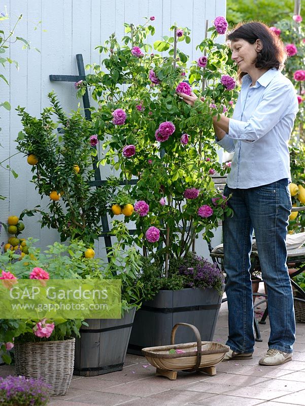 Lady cutting roses from Container with Rosa 'Charles de Mills' under planted with Thymus - Thyme and container of Citrus myrtifolia - Bitter Orange under planted with Aloysia triphylla - lemon verbena and Melissa officinalis - Lemon balm on terrace