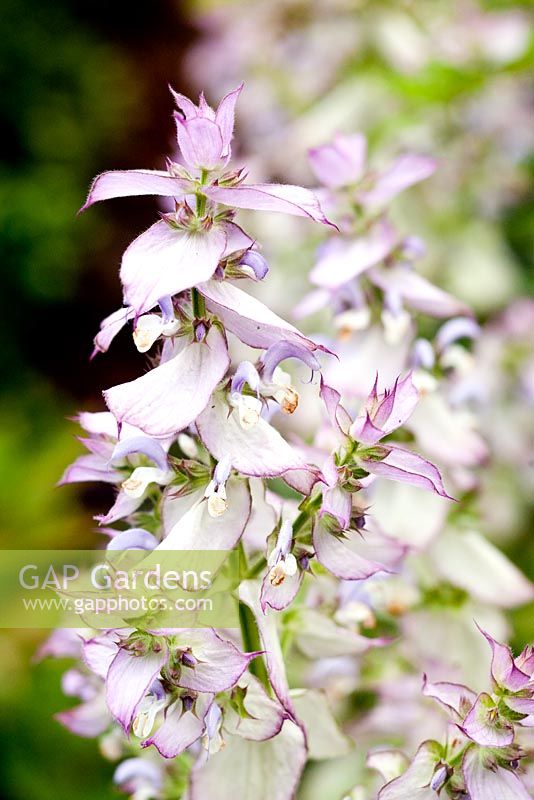 Salvia sclarea 'Vatican Pink' - syn. var turkestanica, Kiftsgate Court Garden. Chipping Campden, Gloucestershire. UK