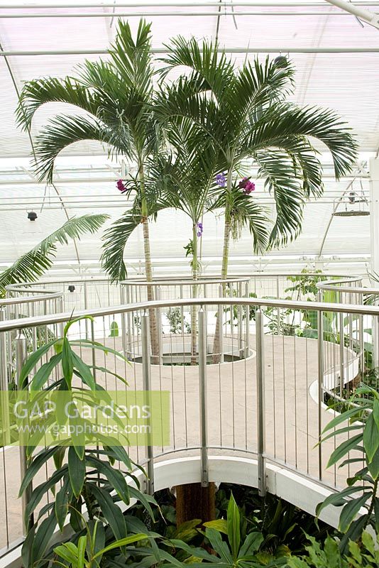 Tropical Zone. The Glasshouse. RHS Wisley Garden. UK