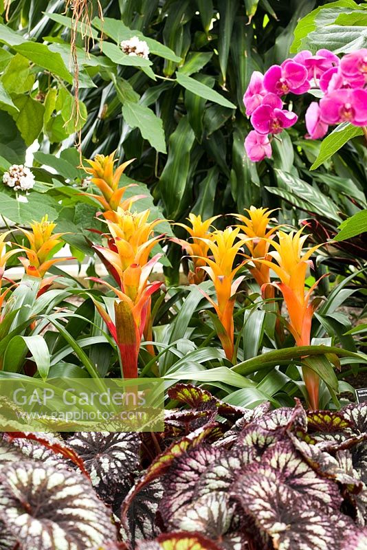 Tropical Zone in The Glasshouse - RHS Wisley, UK
