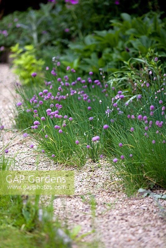 Allium schoenoprasum - Chives, growing beside a gravel path - Cantax House, Wiltshire.