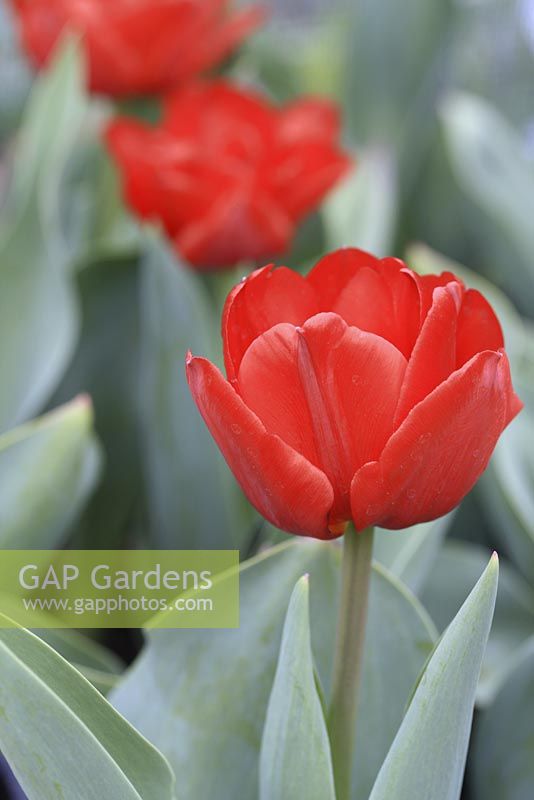 Tulipa 'Carlton', April 