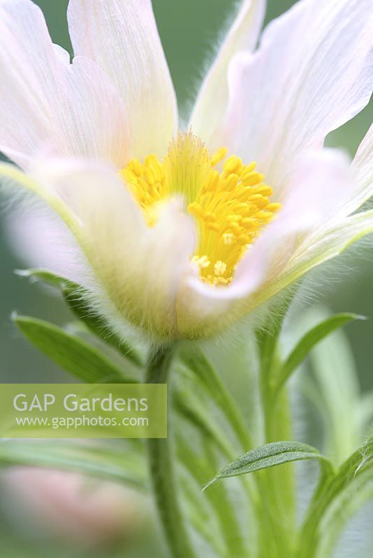 Pulsatilla vulgaris 'Pearl Bells', Perlen Glocke, April - Pasque Flower 