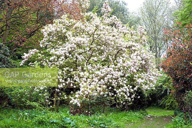 Magnolia 'Alexandrina' - Blakenham Woodland Garden, Suffolk