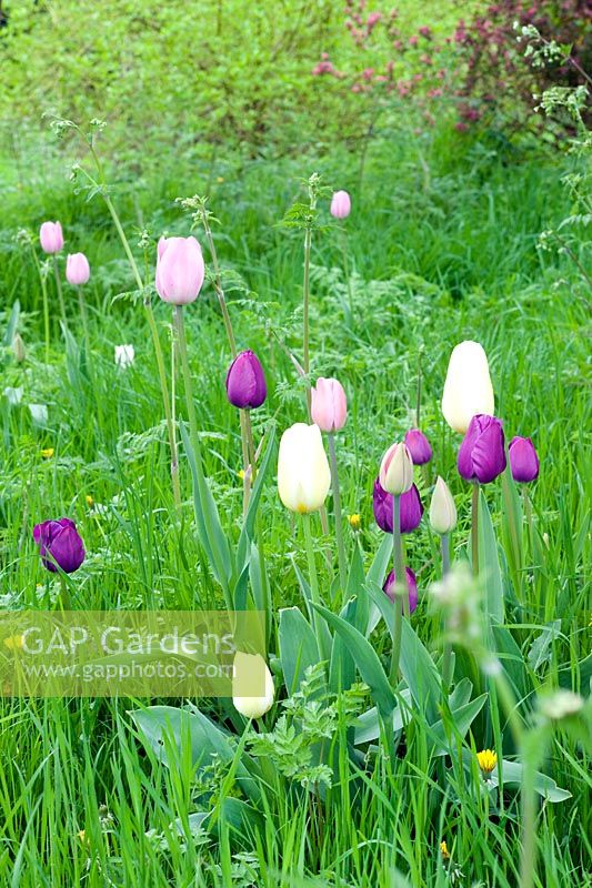 Tulipa in meadow grass varieties inc T. 'Peerless Pink', 'Negrita', 'Snowstar' in meadow grass - Feeringbury Manor, Essex NGS