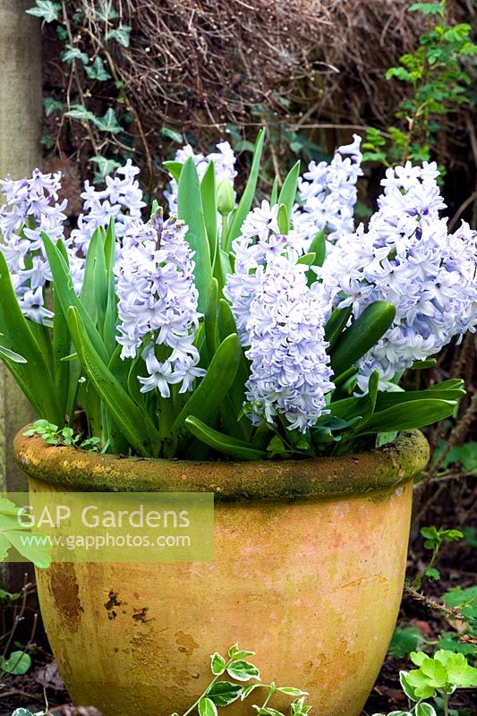 Hyacinthus 'Skyline' in container