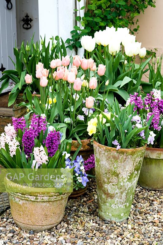 Mixed Tulipa and Hyacinthus underplanted with Violas in containers outside front door