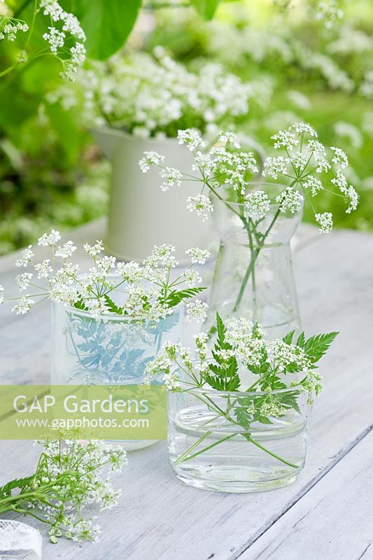 Display of Cow Parsley in glass containers