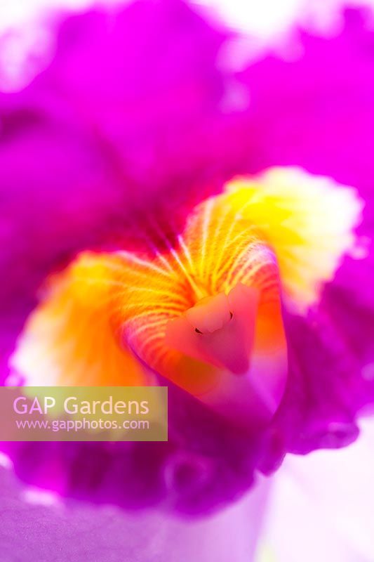 Laeliocattleya prism palette - The clown orchid flower abstract