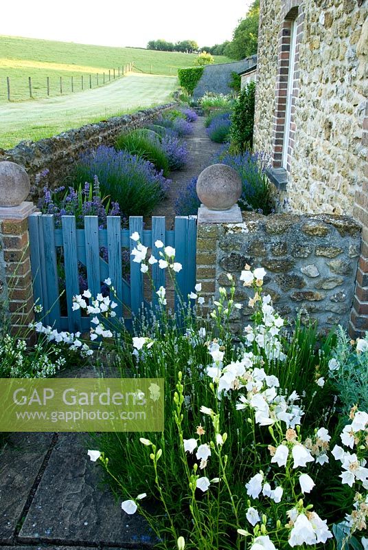 Gate from white and silver of the rill garden to lush blues and mauves of Lavandula - Lavender, Nepeta - Catmint and Irises edging a path that runs between house and surrounding fields. Private garden, Dorset, UK