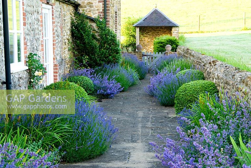 Path running between house and surrounding fields is softened by clumps of Lavandula - Lavender, Nepeta - Catmint and Irises and clipped Box balls. Private garden, Dorset, UK