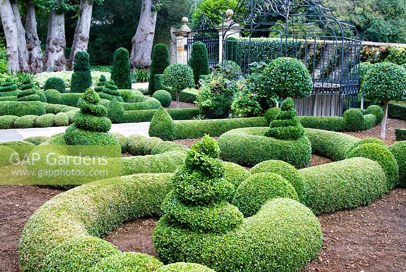 Clipped Buxus - Box and Taxus - Yew in the Parterre Garden with standard Prunus - Laurel and trained Pyracantha on the wall behind. Gates by Richard Overs. Bourton House, Bourton-on-the-Hill, Moreton-in-Marsh, Glos, UK
 