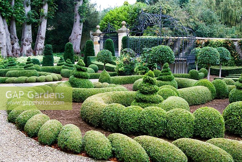 Clipped Buxus - Box and Taxus - Yew in the Parterre Garden with standard Prunus - Laurel and trained Pyracantha on the wall behind. Gates by Richard Overs. Bourton House, Bourton-on-the-Hill, Moreton-in-Marsh, Glos, UK
 