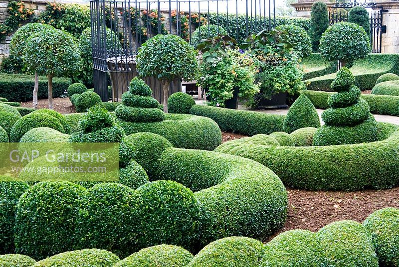 Clipped Buxus - Box and Taxus - Yew in the Parterre Garden with standard Prunus - Laurel and trained Pyracantha on the wall behind. Gates by Richard Overs. Bourton House, Bourton-on-the-Hill, Moreton-in-Marsh, Glos, UK