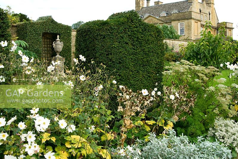 Taxus - Yew clipped into shapes like pointed arches back borders in the White Garden containing Rosa, Japanese Anemones and Eryngiums. Bourton House, Bourton-on-the-Hill, Moreton-in-Marsh, Glos, UK