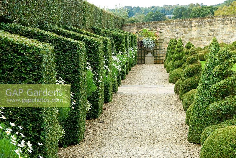 Buxus - Box buttresses alternate with pots of Argyranthemums - Marguerites, in the White Garden. Bourton House, Bourton-on-the-Hill, Moreton-in-Marsh, Glos, UK
