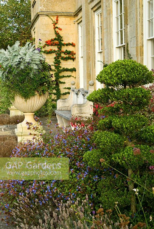 Cloud-pruned Ilex crenata - Holly on the terrace surrounded by blue Ceratostigma, Lavender and Fuchsia with trained Pyracantha on wall beyond beside urn containing a mix of annuals. Bourton House, Bourton-on-the-Hill, Moreton-in-Marsh, Glos, UK
