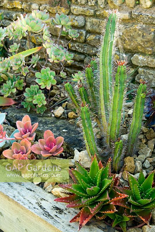 Raised trough of succulents and cacti. Bourton House, Bourton-on-the-Hill, Moreton-in-Marsh, Glos, UK