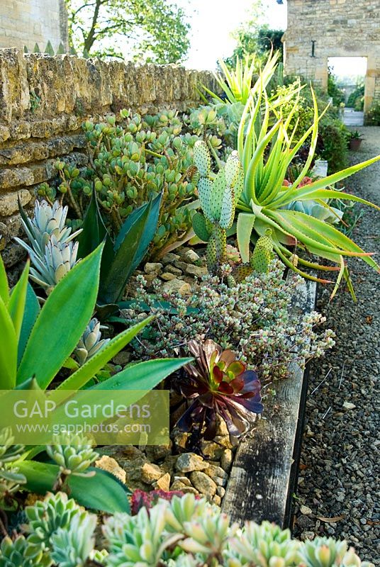 Raised trough of succulents and cacti. Bourton House, Bourton-on-the-Hill, Moreton-in-Marsh, Glos, UK