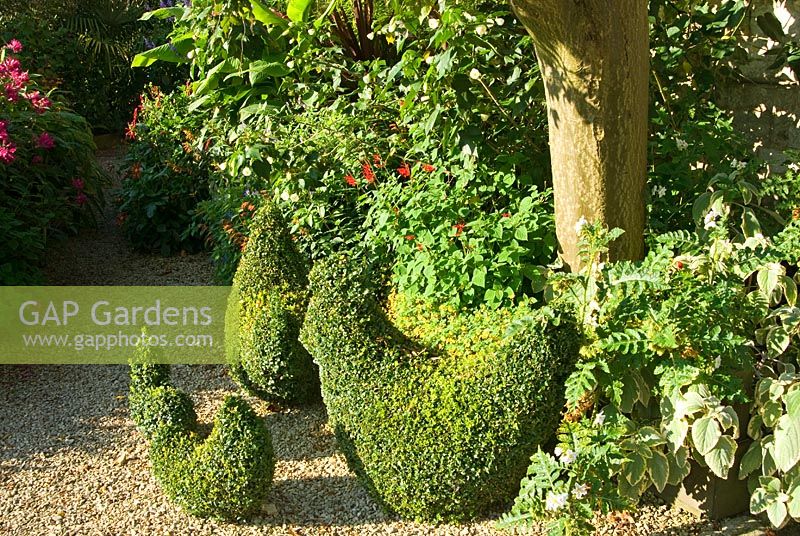 Clipped Buxus - Box hens surrounded by tender perennials such as Salvias, Plectranthus and Cuphea. Bourton House, Bourton-on-the-Hill, Moreton-in-Marsh, Glos, UK