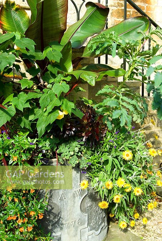 Densely planted container including Musa - Banana, Hibiscus, yellow flowered Xerochrysum and other annuals. Bourton House, Bourton-on-the-Hill, Moreton-in-Marsh, Glos, UK