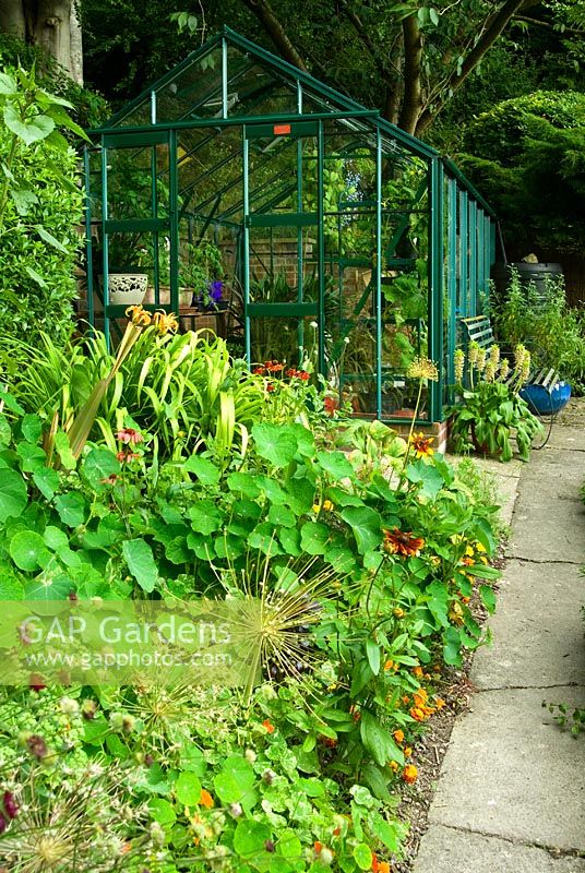 Greenhouse at end of hot border including Tropaeolum - Nasturtiums, Hemerocallis - Daylilies, Rudbeckias and Heleniums. Beggars Knoll, Newtown, Westbury, Wiltshire, UK