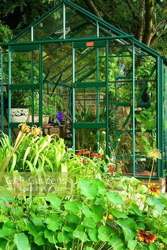 Greenhouse at end of hot border including Tropaeolum - Nasturtiums, Hemerocallis - Daylilies, Rudbeckias and Heleniums. Beggars Knoll, Newtown, Westbury, Wiltshire, UK
