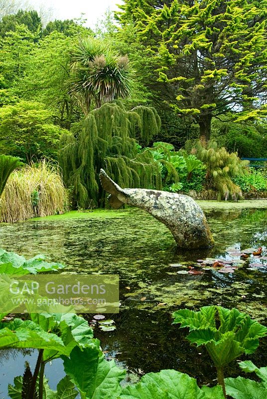 Whale's tail sculpture in the pond surrounded by Gunnera manicata, Restios, cabbage palms, Cordyline australis and weeping Lagarostrobos franklinii - Trewidden, Buryas Bridge, Penzance, Cornwall, UK