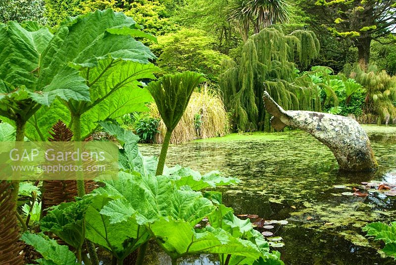 Whale's tail sculpture in the pond surrounded by Gunnera and Restios. Trees include Cordyline australis - Cabbage Palms, and weeping Lagarostrobos franklinii. Trewidden, Buryas Bridge, Penzance, Cornwall, UK
