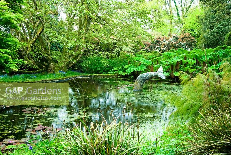 Whale's tail sculpture in pond with Magnolia x veitchii 'Peter Veitch', a Champion Tree, behind surrounded by Bluebells, and large leaves of Gunnera manicata  Giant Rhubarb on the right. Trewidden, Buryas Bridge, Penzance, Cornwall, UK