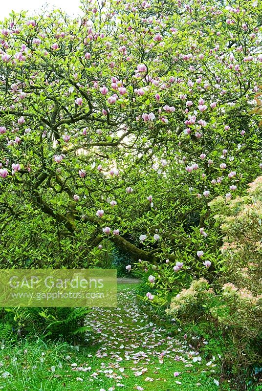 Grassy path runs below arching branches of Magnolia x soulangeana - Trewidden, Buryas Bridge, Penzance, Cornwall, UK