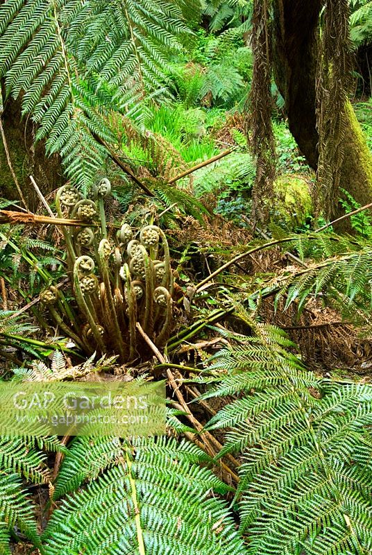 Dicksonia antarctica - Australian tree ferns in a deep pit, evidence of early tin mining on the site - Trewidden, Buryas Bridge, Penzance, Cornwall, UK