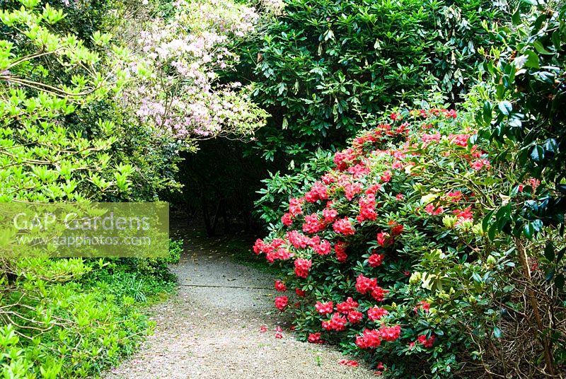 Paths weave between a rich mix of flowering shrubs including Rhododendrons, Camelllias and Azaleas - Trewidden, Buryas Bridge, Penzance, Cornwall, UK
