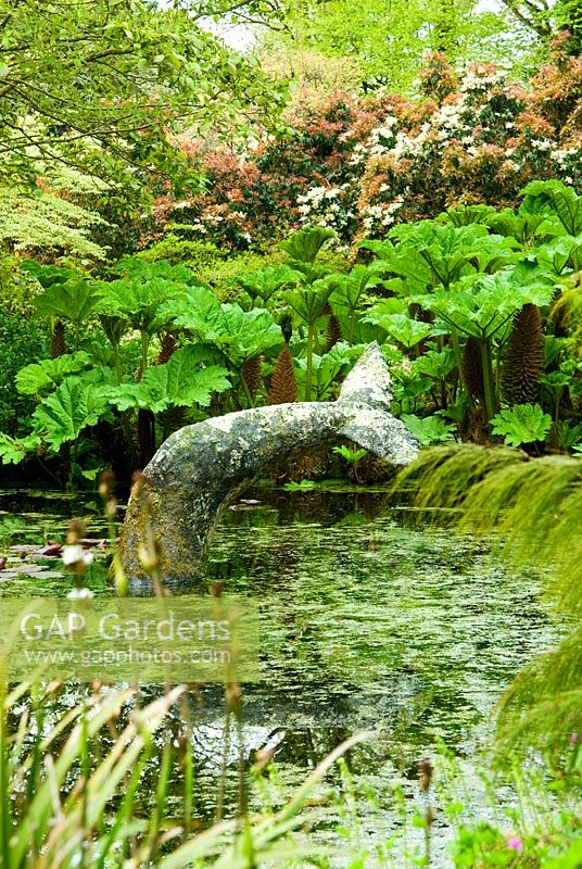 Whale's tail sculpture in the pond with Gunnera manicata behind and flowering Pieris beyond - Trewidden, Buryas Bridge, Penzance, Cornwall, UK