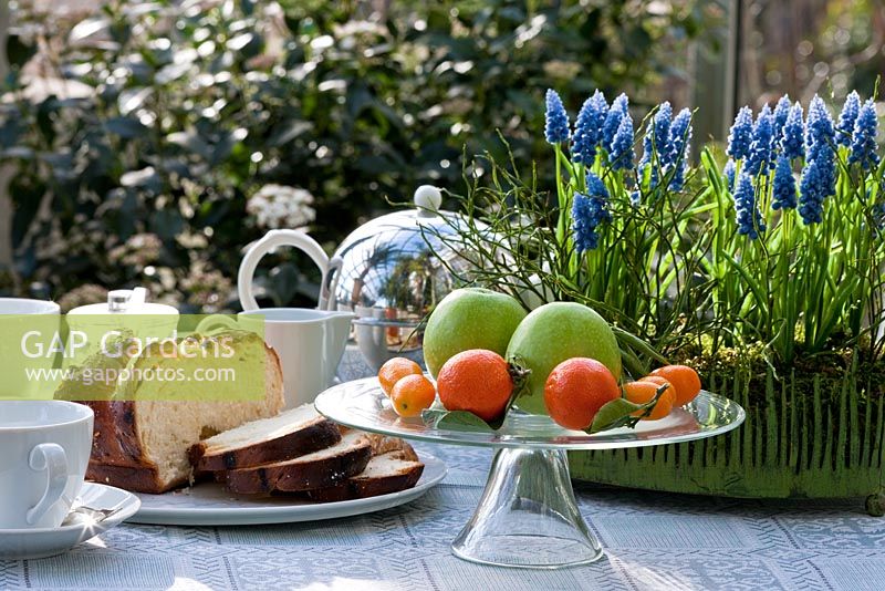 Al fresco breakfast with a glass cake stand with fruit, brioche loaf and tea in a silver pot. An arrangement with blue Muscari -Grape Hyacinths adds colour to the scene - Wintergarten, Germany