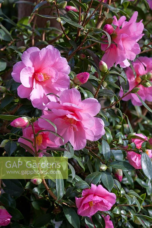 Camellia japonica in the conservatory - Wintergarten, Germany