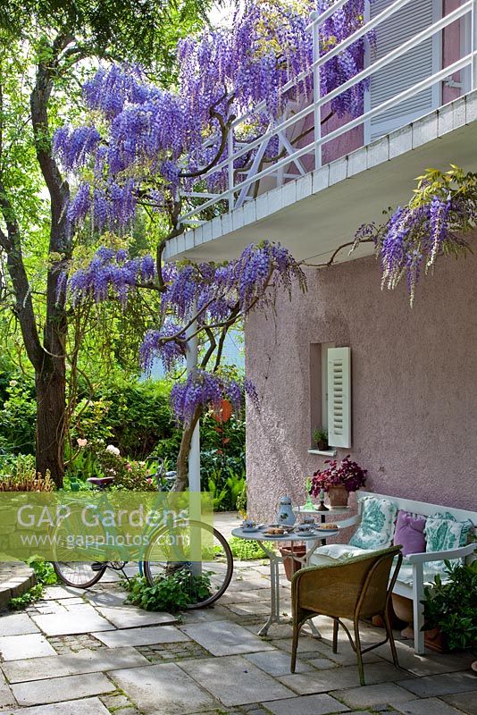 Wisteria sinensis climbing up a balcony from a paved terrace with wicker chair, coffee table and bicycle. Other planting includes Oxalis and Thuja 
