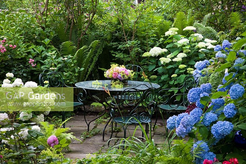 Patio with green metal chairs and table with bouquet. Surrounded by Hydrangea macrophylla and Mattheucia struthiopteris in the garden of a Hydrangea collector