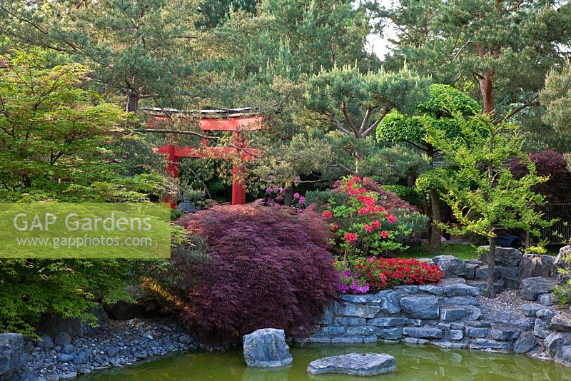 Japanese garden with rocky shore and a red painted gate half hidden among the trees. Planting includes Acer palmatum 'Dissectum Atropurpureum', Azalea, Pinus sylvestris and Ulmus