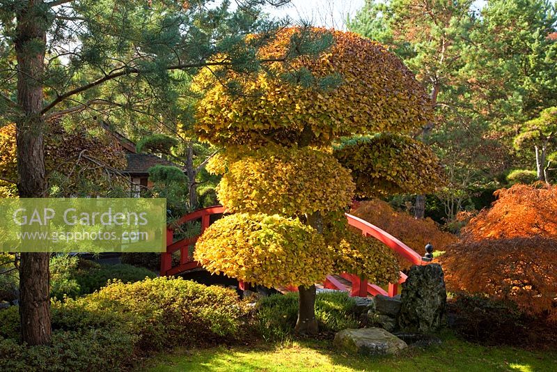Topiary in a Japanese garden with red painted wooden bridge. Acer palmatum 'Dissectum Atropurpureum', Acer palmatum 'Dissectum', Azalea japonica, Erica, Fagus sylvatica and Pinus sylvestris
