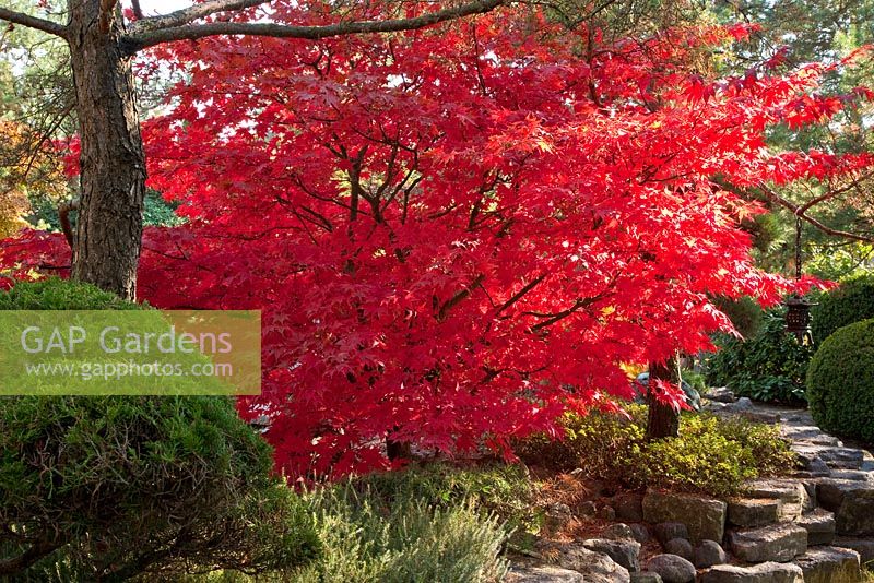 Red coloured leaves of a Acer palmatum 'Osakazuki' - Maple in a Japanese garden with rocky path. Azalea japonica, Erica, Juniperus and Taxus baccata
