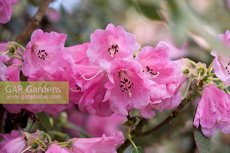 Rhododendron 'Rosalind'