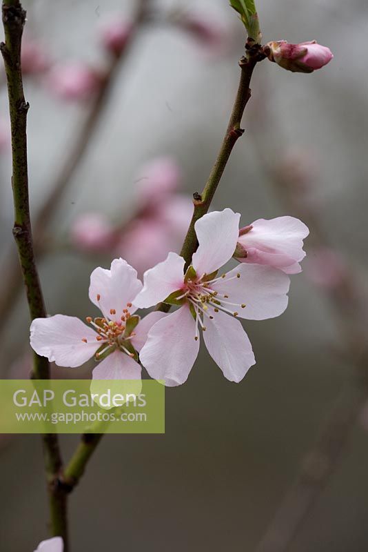 Prunus dulcis 'Robijn'. Fruiting Almond blossom in March