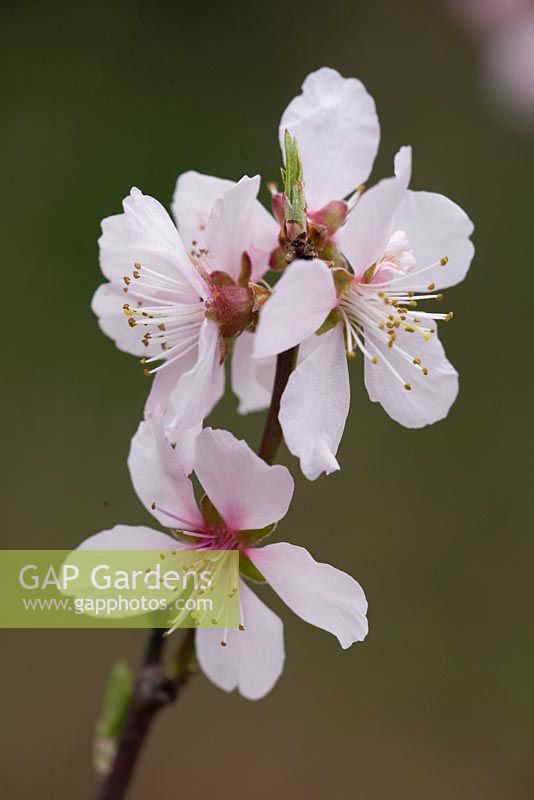 Prunus dulcis 'Robijn'. Fruiting Almond blossom in March
