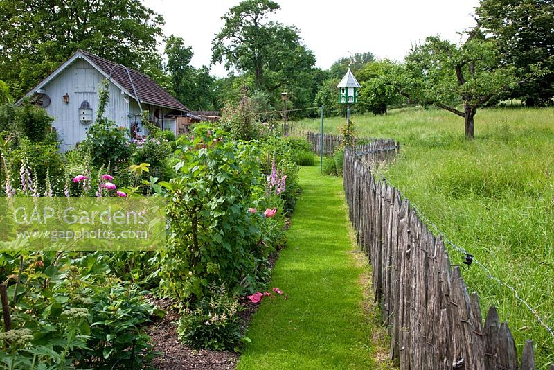 A grass path and a wooden picket fence separate the garden and orchard - Astilbe, Digitalis purpurea and Paeonia